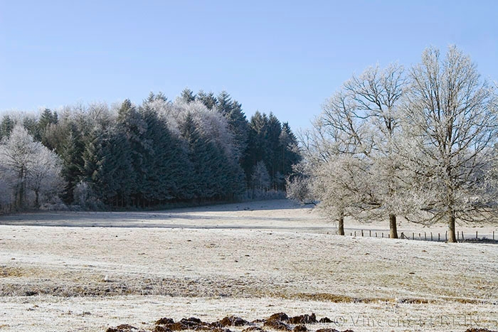 les 3 arbres.jpg